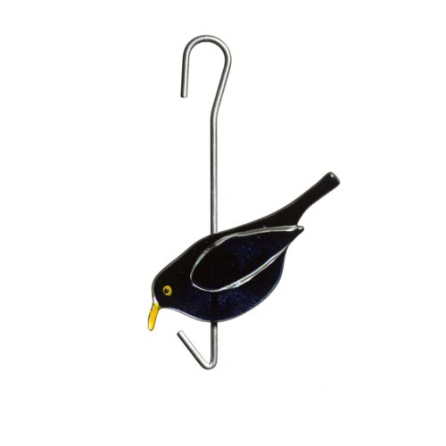 Bird's delight, Blackbird