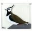 Lapwing, relief
